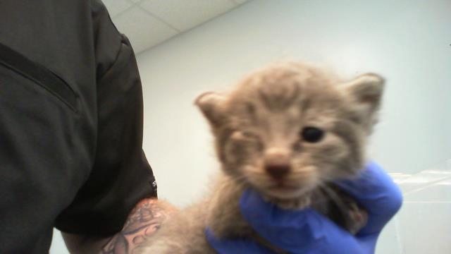 Shelter Stray Female Cat last seen CHARLOTTE, 8315 Byrum Dr, Charlotte, NC 28217, USA