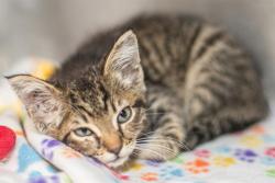 Shelter Stray Male Cat last seen CHARLOTTE, 8315 Byrum Dr, Charlotte, NC 28217, USA