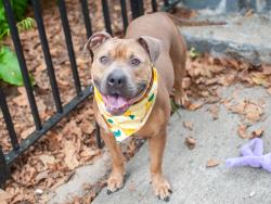Shelter Stray Female Dog last seen Near 8th Avenue Avenue, NEW YORK, NY, 10039, 326 E 110th St, New York, NY 10029, USA