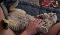 Shelter Stray Male Cat last seen Near Webster Avenue, BRONX, NY, 10458, 326 E 110th St, New York, NY 10029, USA