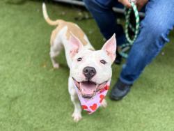 Shelter Stray Female Dog last seen Near E 114 Street, NEW YORK, NY, 10029, 326 E 110th St, New York, NY 10029, USA