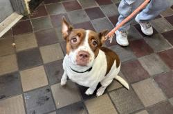 Shelter Stray Female Dog last seen E 157 Street, BRONX, NY, 10451, 326 E 110th St, New York, NY 10029, USA