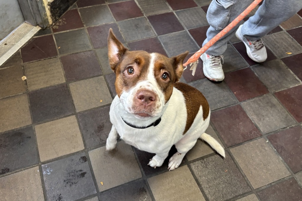 Shelter Stray Female Dog last seen E 157 Street, BRONX, NY, 10451, 326 E 110th St, New York, NY 10029, USA