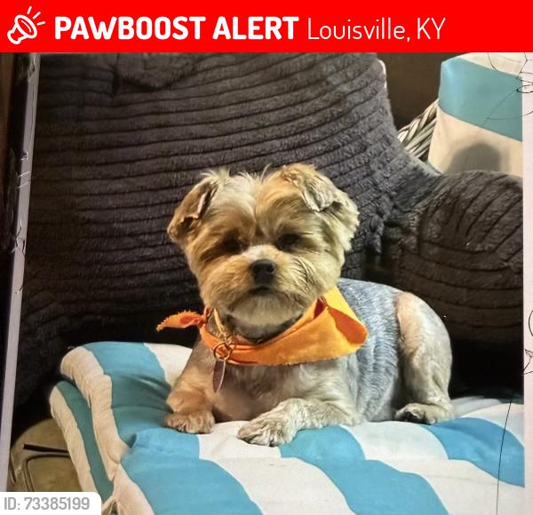 Lost Female Dog last seen Petersburg ests subdivision off of Indian Trail, Louisville, KY 40218