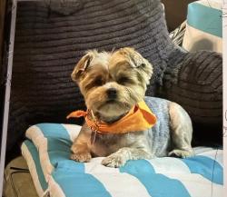 Lost Female Dog last seen Petersburg ests subdivision off of Indian Trail, Louisville, KY 40218
