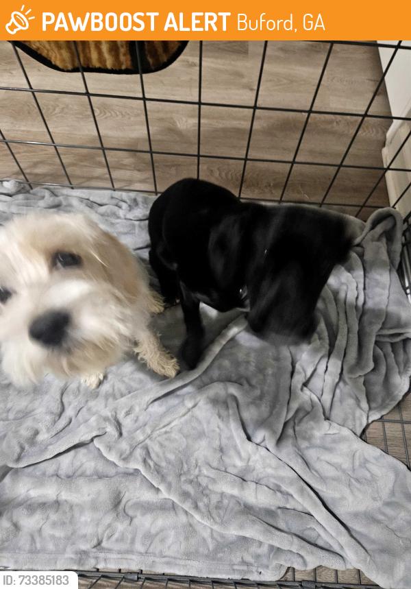 Found/Stray Unknown Dog last seen Satellite blvd/ buford dr, Buford, GA 30518