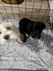 Found/Stray Unknown Dog last seen Satellite blvd/ buford dr, Buford, GA 30518