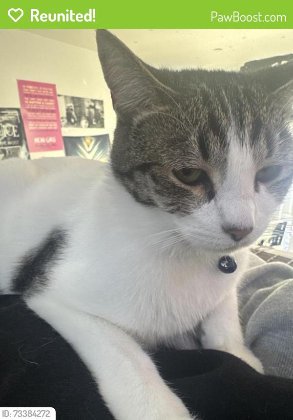 Reunited Male Cat last seen Piercy park and gravina ct/gravina lane, San Jose, CA 95138