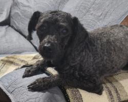 Lost Female Dog last seen Unidad ctm, Tultepec, Méx. 54987