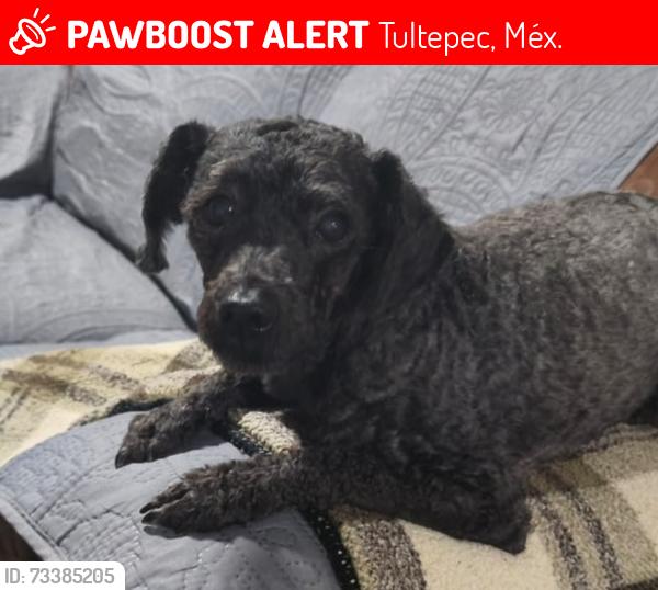 Lost Female Dog last seen Unidad ctm, Tultepec, Méx. 54987