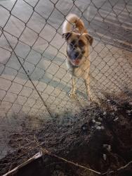Found/Stray Male Dog last seen Sierra ave m, Lancaster, CA 93535