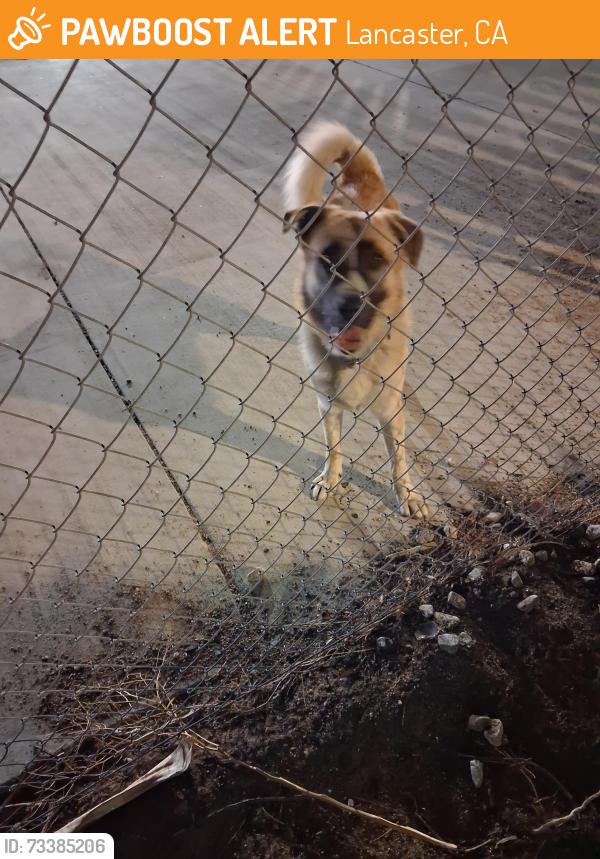 Found/Stray Male Dog last seen Sierra ave m, Lancaster, CA 93535