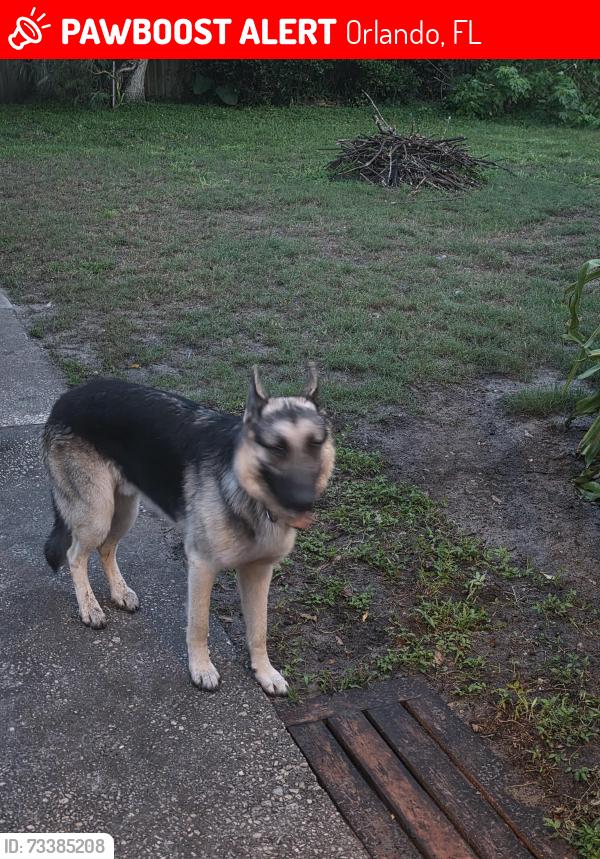 Lost Male Dog last seen Contrary gardens Ave, Orlando, FL 32806
