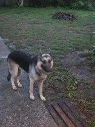 Lost Male Dog last seen Contrary gardens Ave, Orlando, FL 32806