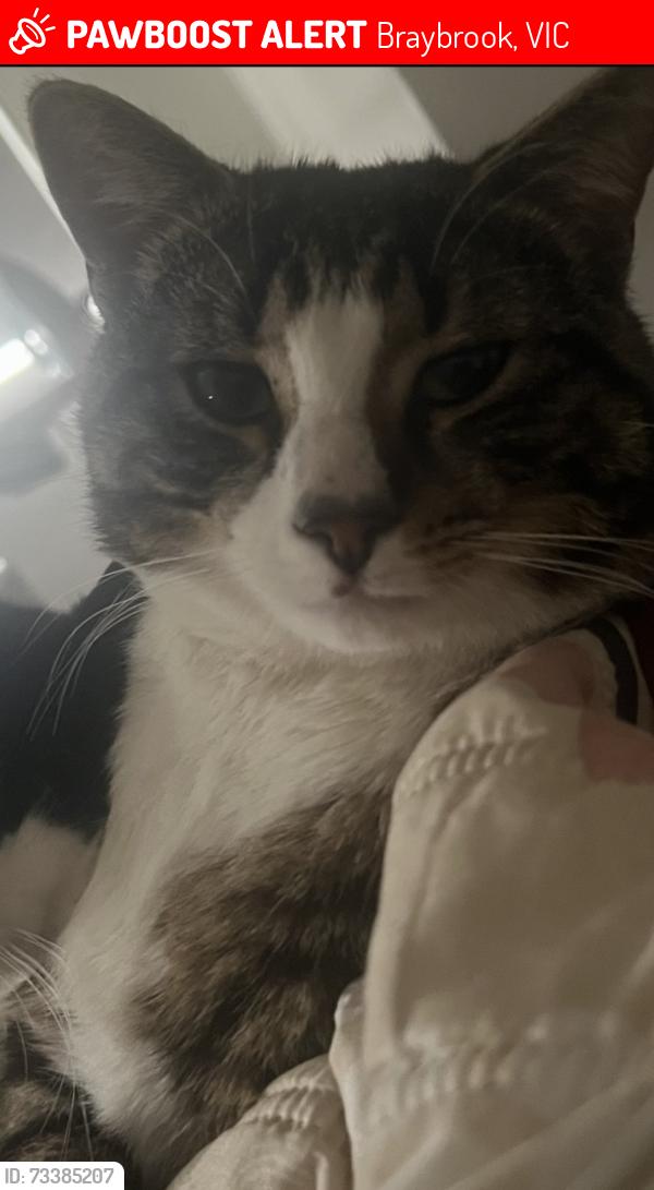 Lost Male Cat last seen Churchill ave, Braybrook, Braybrook, VIC 3019