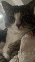 Lost Male Cat last seen Churchill ave, Braybrook, Braybrook, VIC 3019