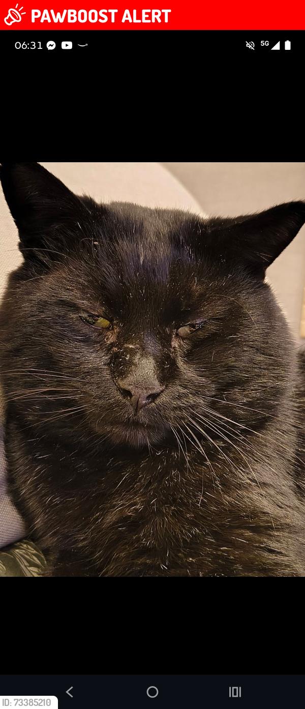 Lost Male Cat last seen Wv3, West Midlands, England WV3 9PH