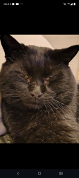 Lost Male Cat last seen Wv3, West Midlands, England WV3 9PH