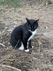 Lost Male Cat last seen Dotterel Road and Lindell Blvd, Delray Beach, FL 33444