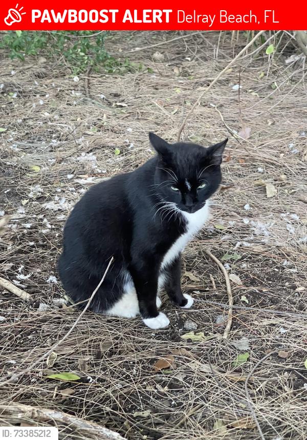 Lost Male Cat last seen Dotterel Road and Lindell Blvd, Delray Beach, FL 33444