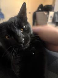 Lost Female Cat last seen Siringo Road offf St Francis, Santa Fe, NM 87505