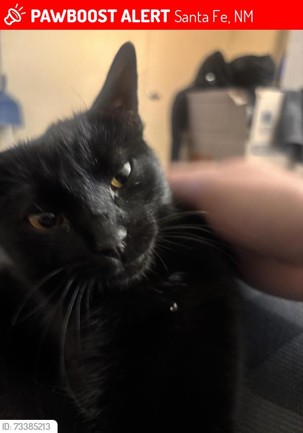 Lost Female Cat last seen Siringo Road offf St Francis, Santa Fe, NM 87505