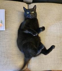 Lost Male Cat last seen River rd, Crocker Ave, Eugene, OR 97404