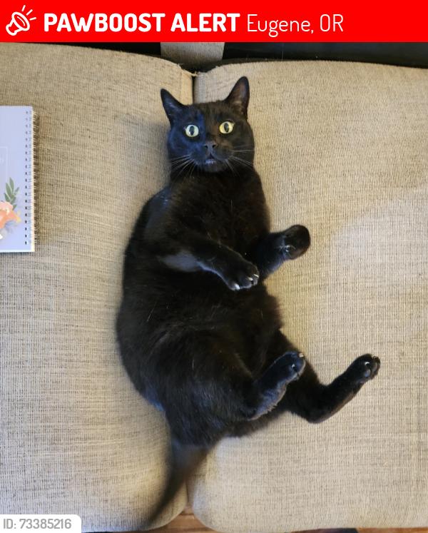 Lost Male Cat last seen River rd, Crocker Ave, Eugene, OR 97404
