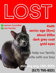 Lost Male Cat last seen Near Knollwood Avenue Jackson MI, Jackson, MI 49203