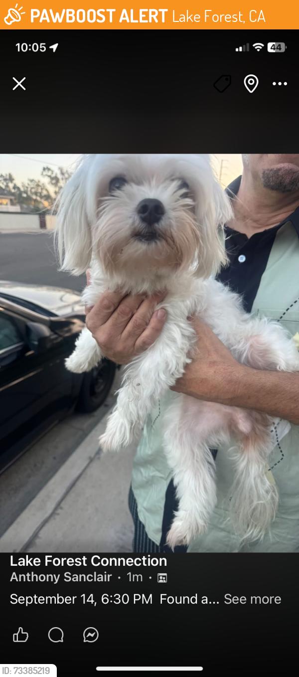 Found/Stray Unknown Dog last seen Ridge route and Rockfield, Lake Forest, CA 92630