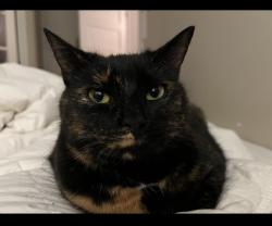 Lost Female Cat last seen Turnbull Dr, Severn, ON L3V 0Y4