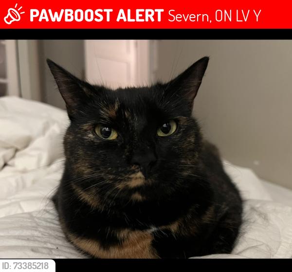 Lost Female Cat last seen Turnbull Dr, Severn, ON L3V 0Y4