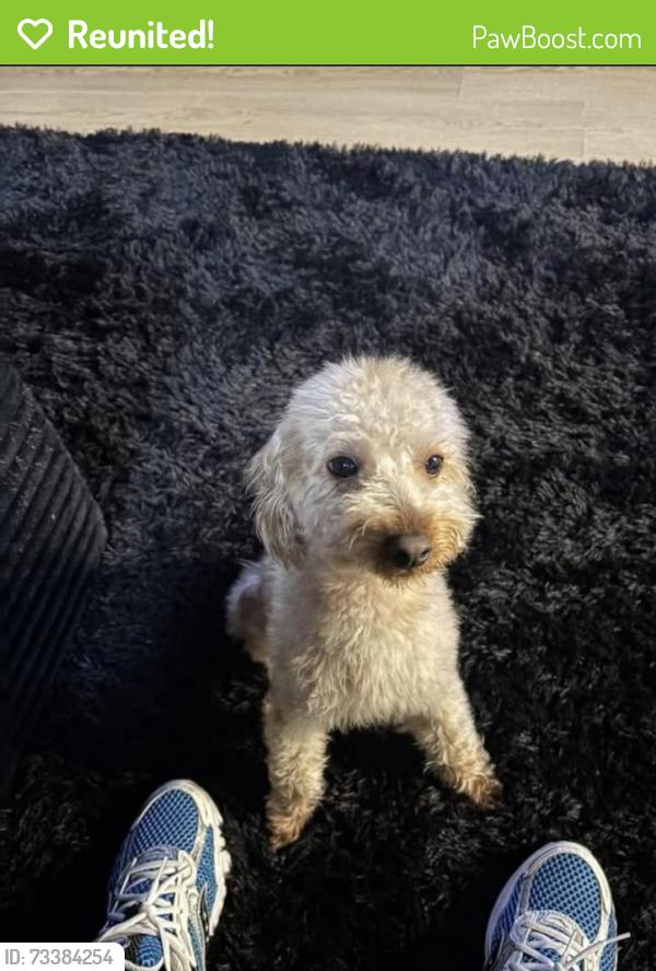 Reunited Male Dog last seen Mon View Heights apmts, West Mifflin, PA 15120