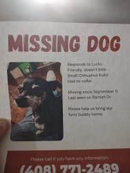 Lost Male Dog last seen Ramish Dr, San Jose, CA 95131