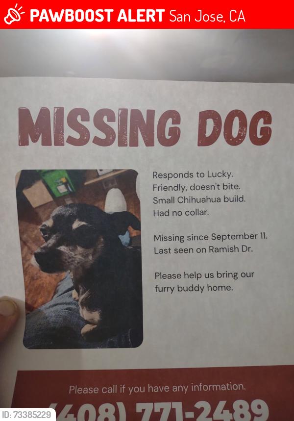 Lost Male Dog last seen Ramish Dr, San Jose, CA 95131