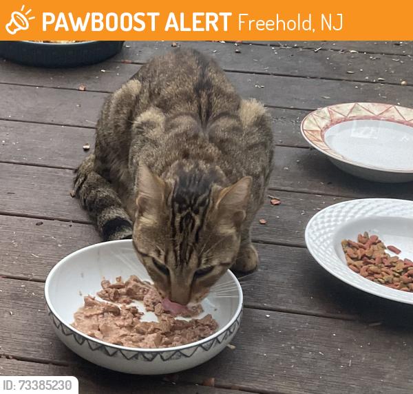 Found/Stray Unknown Cat last seen Lincoln Pl & Kiawah Ave, Freehold, NJ 07728