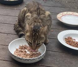 Found/Stray Unknown Cat last seen Lincoln Pl & Kiawah Ave, Freehold, NJ 07728