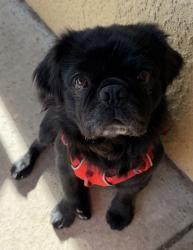 Reunited Male Dog last seen Near Pierce Street inside home, West Sacramento, CA 95605