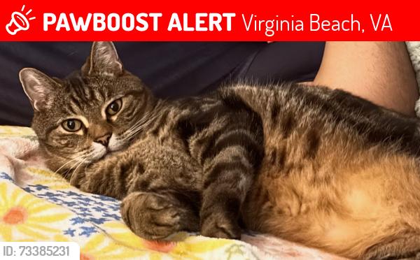Lost Male Cat last seen Magic Hollow neighborhood - Blackstone Trl/Herrmann CT, Virginia Beach, VA 23453