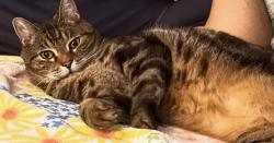 Lost Male Cat last seen Magic Hollow neighborhood - Blackstone Trl/Herrmann CT, Virginia Beach, VA 23453