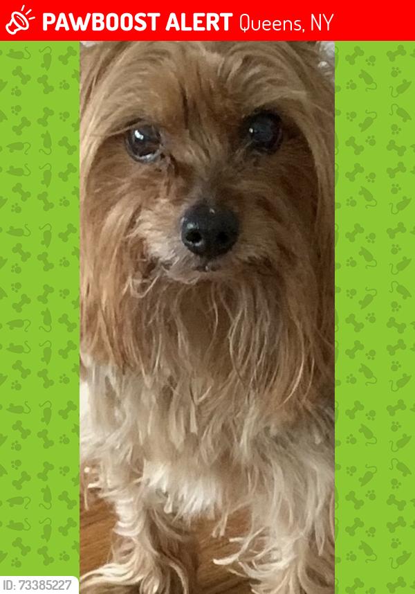 Lost Male Dog last seen Near Ave, Queens, NY 11422