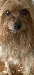 Lost Male Dog last seen Near Ave, Queens, NY 11422