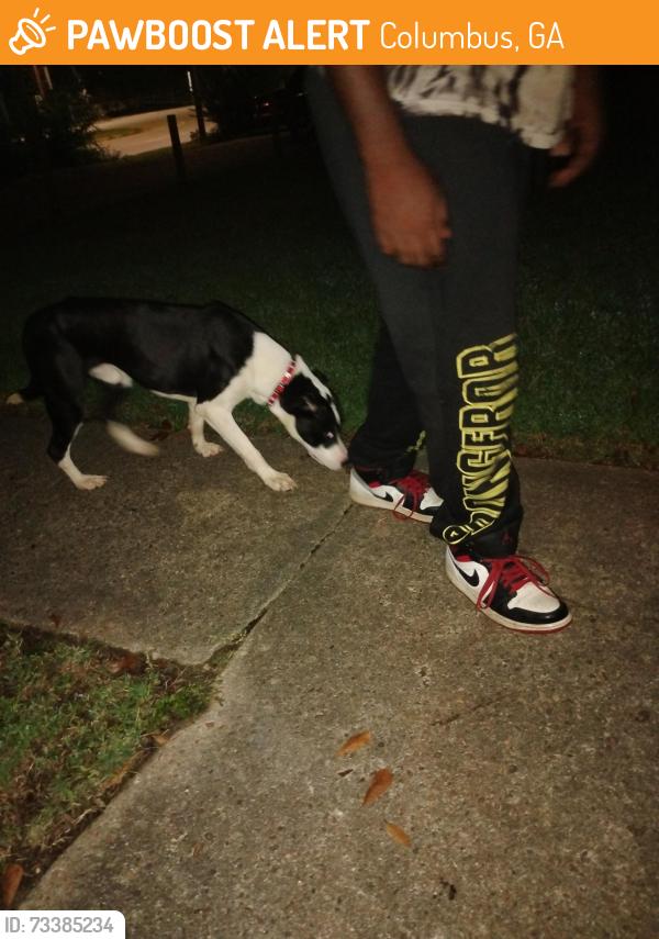 Found/Stray Male Dog last seen Fort Benning road, Columbus, GA 31903