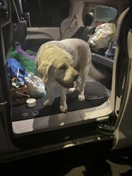 Found/Stray Female Dog last seen Next to safeway gas station, Discovery Bay, CA 94514