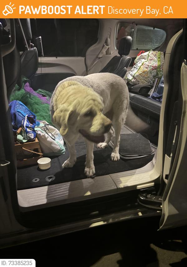 Found/Stray Female Dog last seen Next to safeway gas station, Discovery Bay, CA 94514
