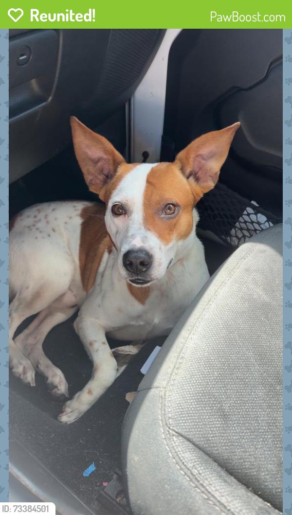 Reunited Male Dog last seen 58th street, Indian River County, FL 32967