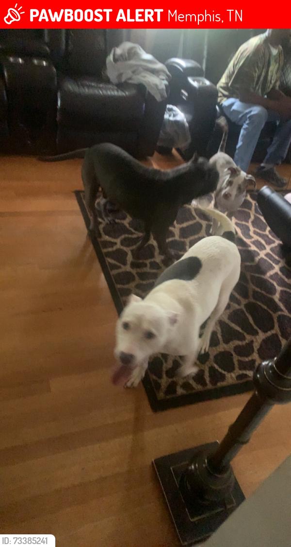 Lost Female Dog last seen Austin peay and yale, Memphis, TN 38128