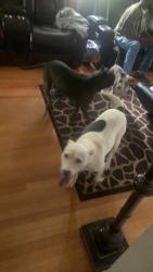Lost Female Dog last seen Austin peay and yale, Memphis, TN 38128