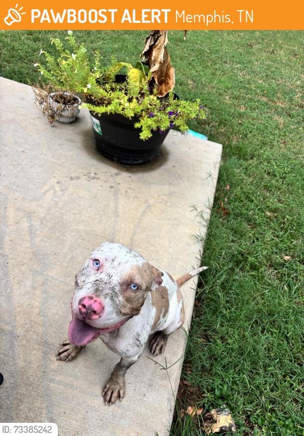 Found/Stray Female Dog last seen Near sheridan St, Memphis, TN 38107