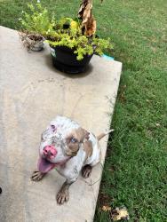 Found/Stray Female Dog last seen Near sheridan St, Memphis, TN 38107